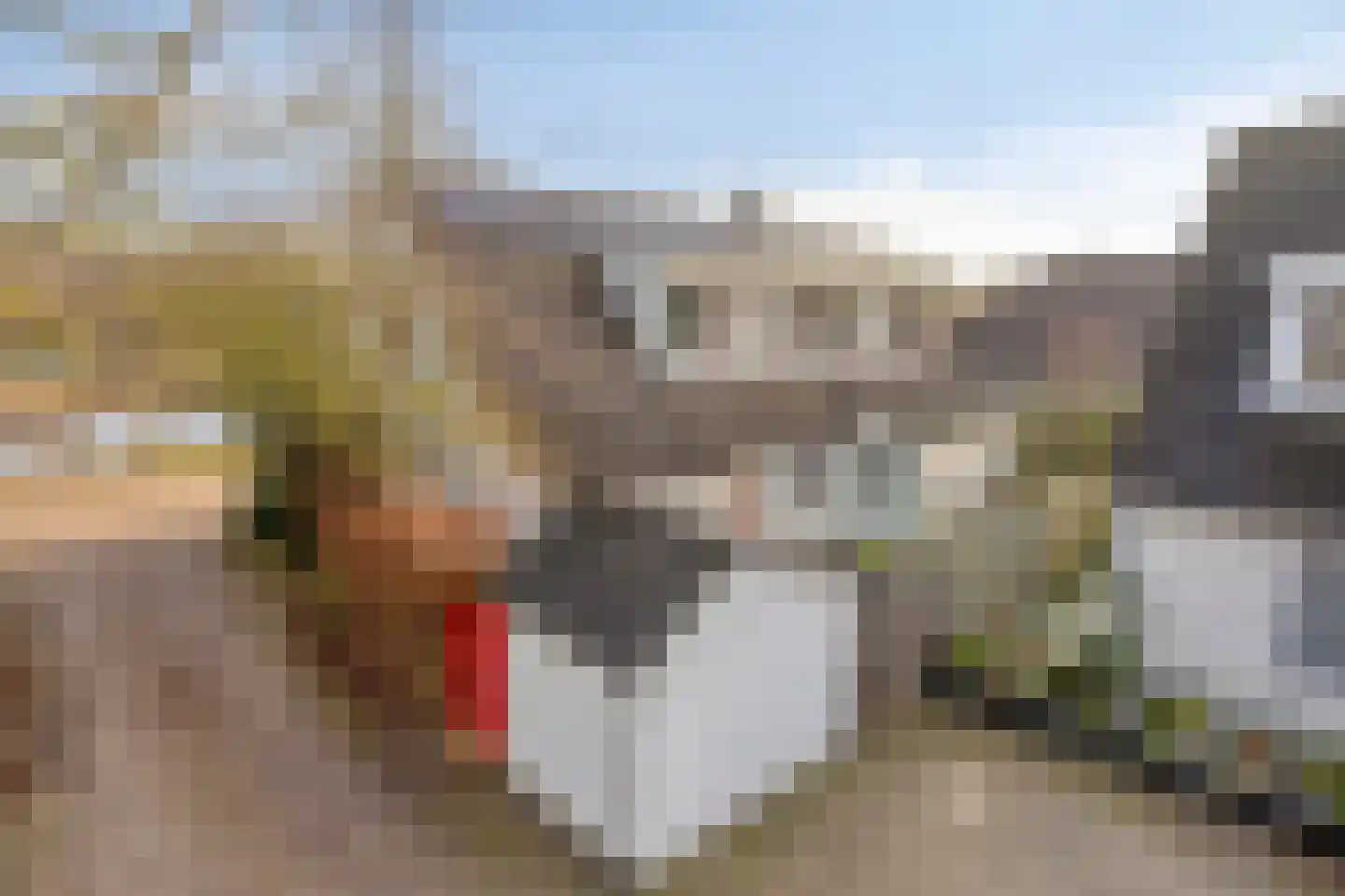Tortelduif 10 Blokker thumbnail 33