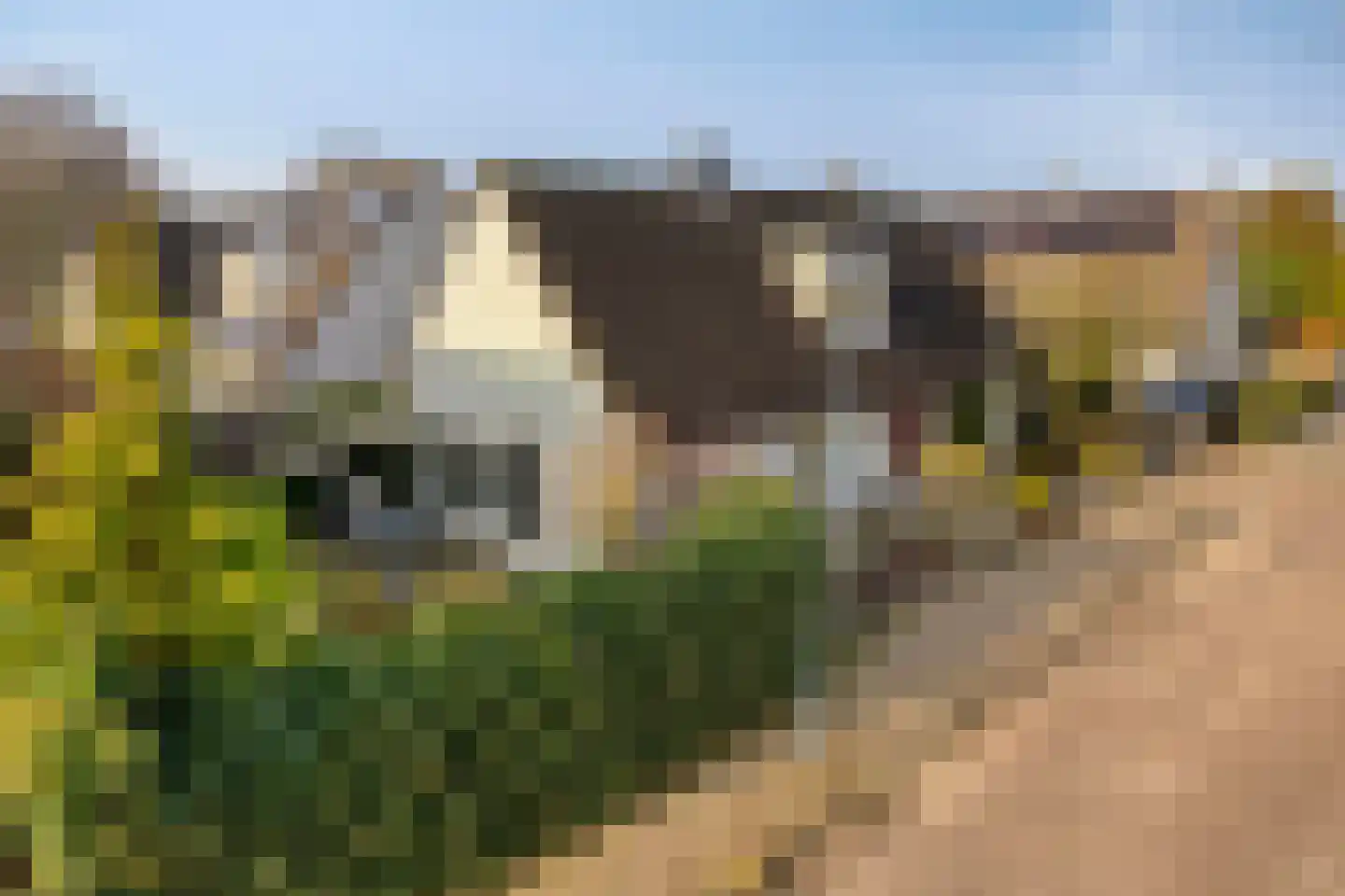 Tortelduif 10 Blokker thumbnail 35
