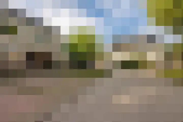 Tortelduif 55 Emmen thumbnail 21