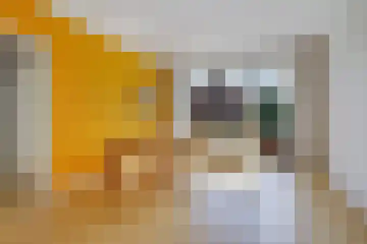 Tortellaan 20 Den Haag thumbnail 18