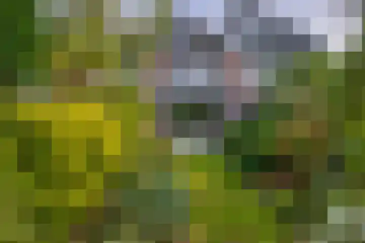 Tourmalijn 44 's-Gravenzande thumbnail 15