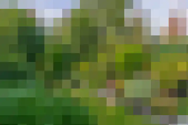 Tourmalijn 44 's-Gravenzande thumbnail 17