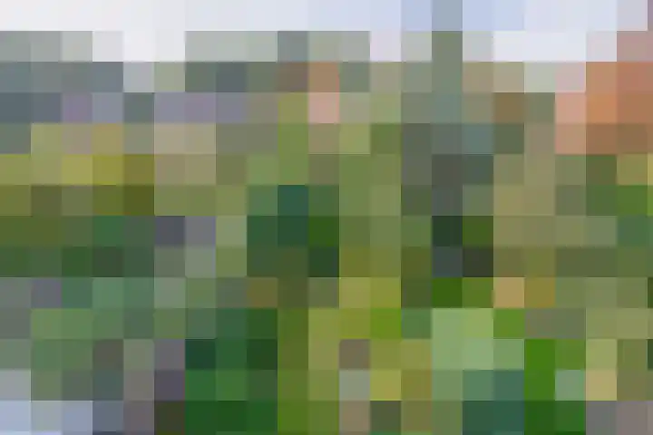 Tourmalijn 44 's-Gravenzande thumbnail 41