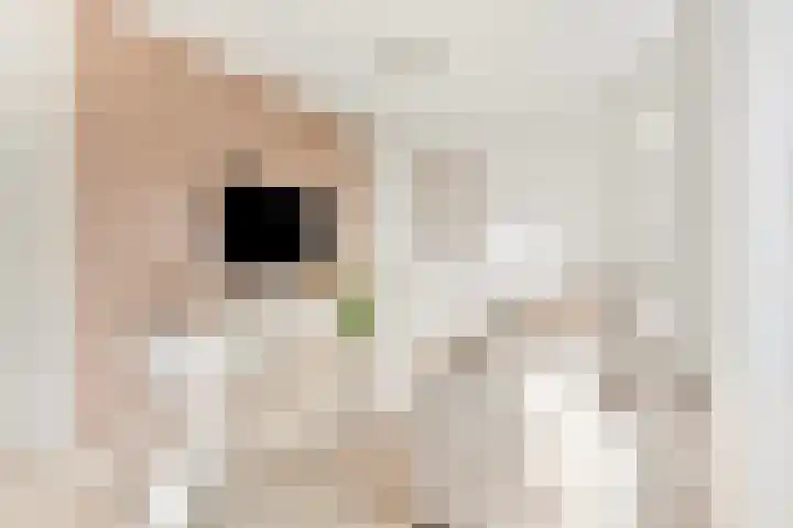 Touwslagersbaan 6 A Wijchen thumbnail 4