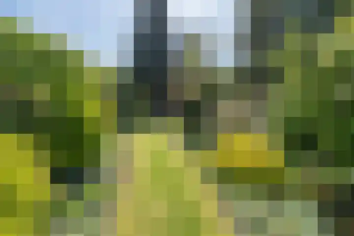 Traaij 220 Driebergen-Rijsenburg thumbnail 31