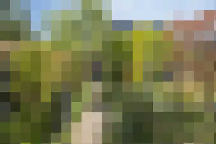 Traaij 246 Driebergen-Rijsenburg thumbnail 15