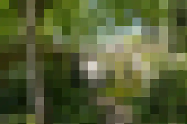 Traaij 246 Driebergen-Rijsenburg thumbnail 39