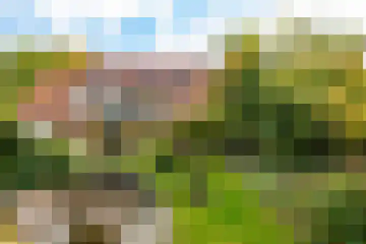 Traaij 259 Driebergen-Rijsenburg thumbnail 5