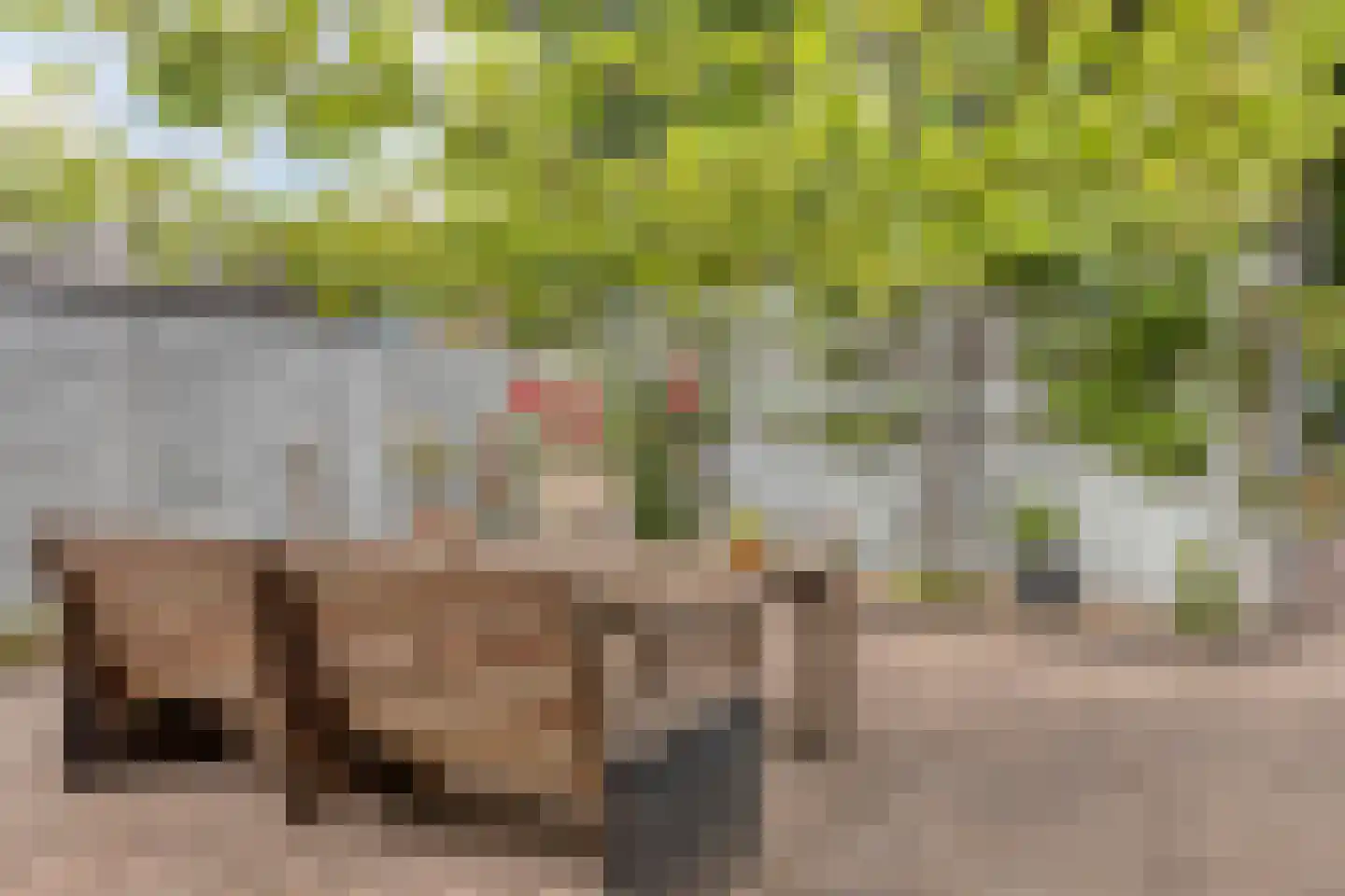 Tragel 3 Koewacht thumbnail 27