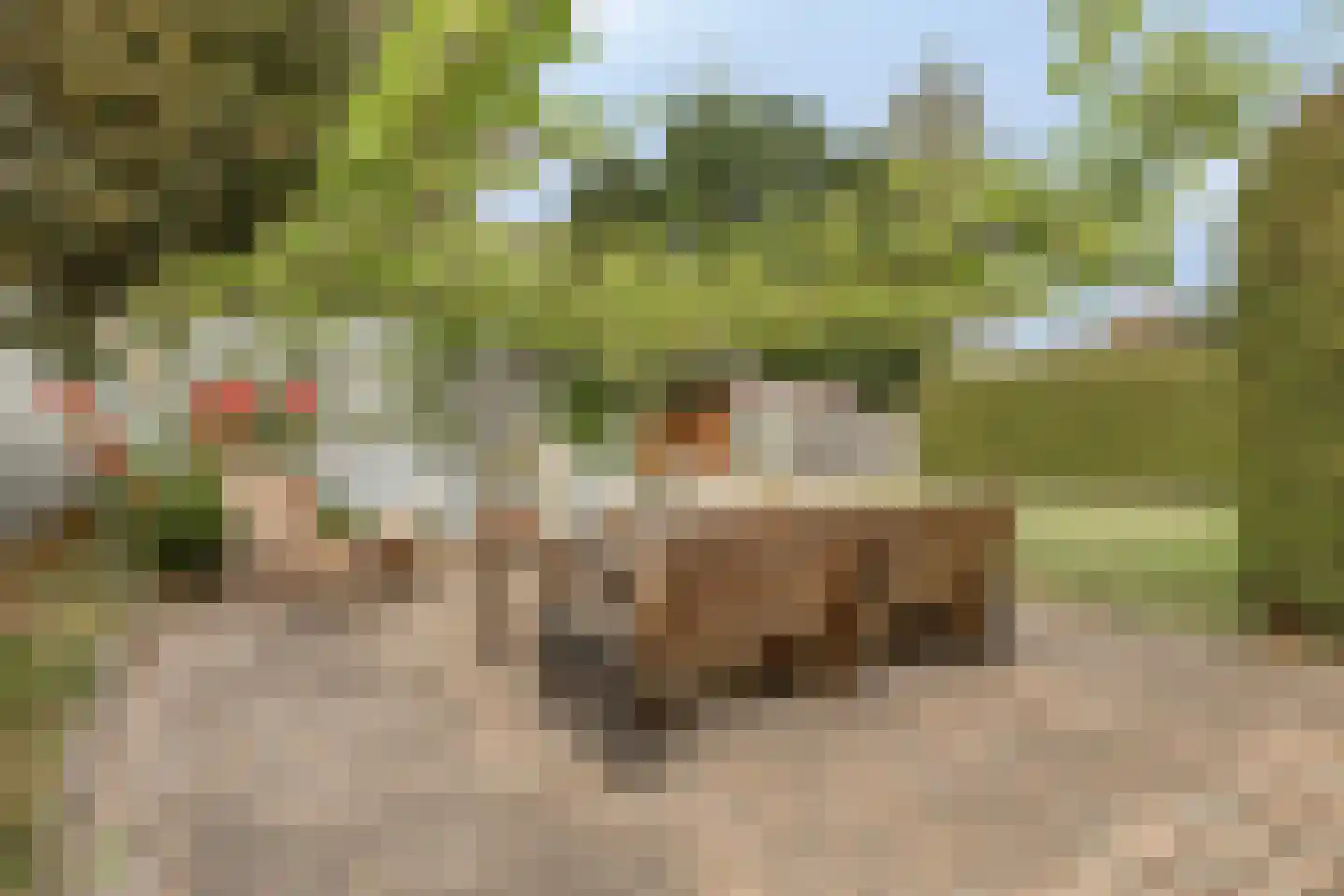 Tragel 3 Koewacht thumbnail 5