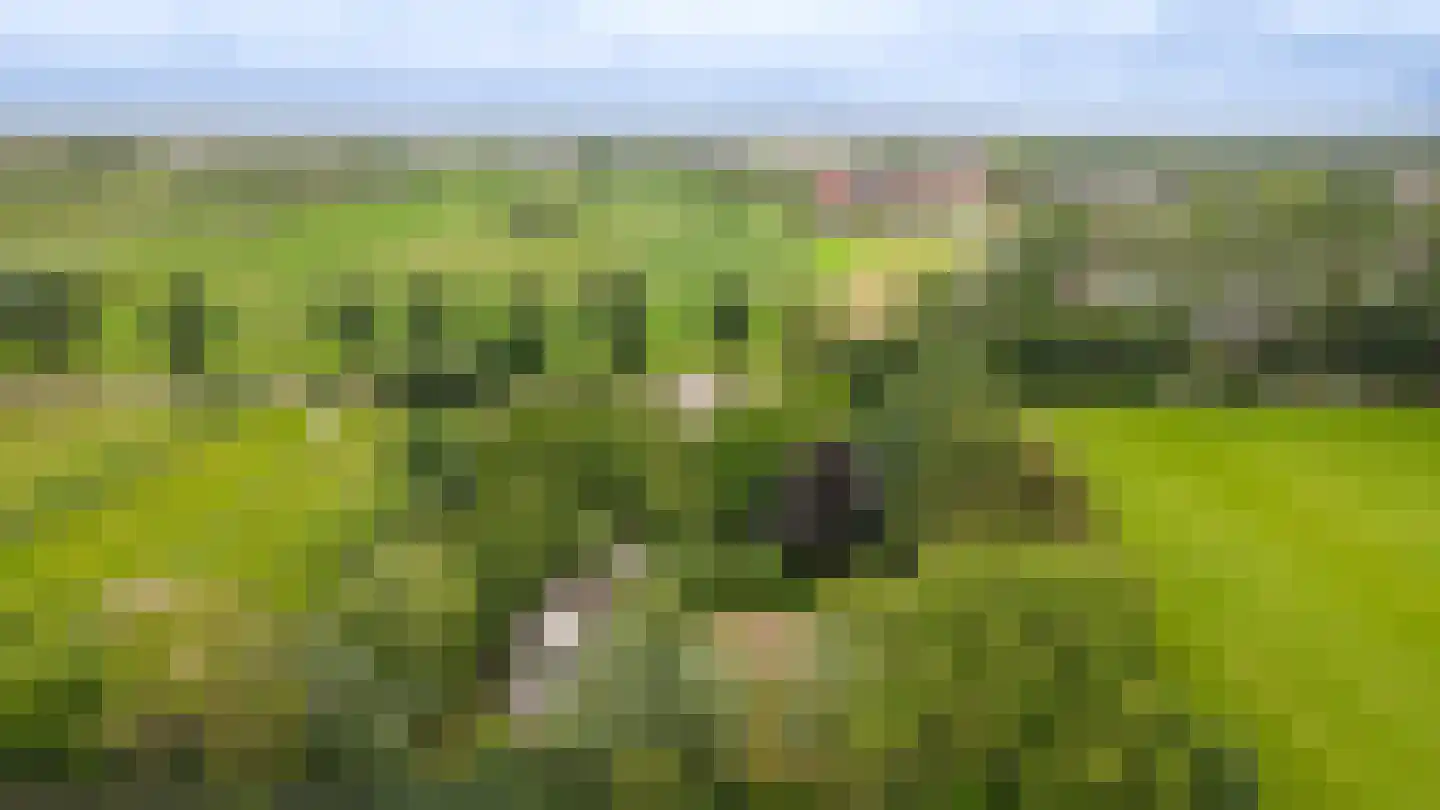 Trambaan 3 b Boven-Leeuwen thumbnail 49
