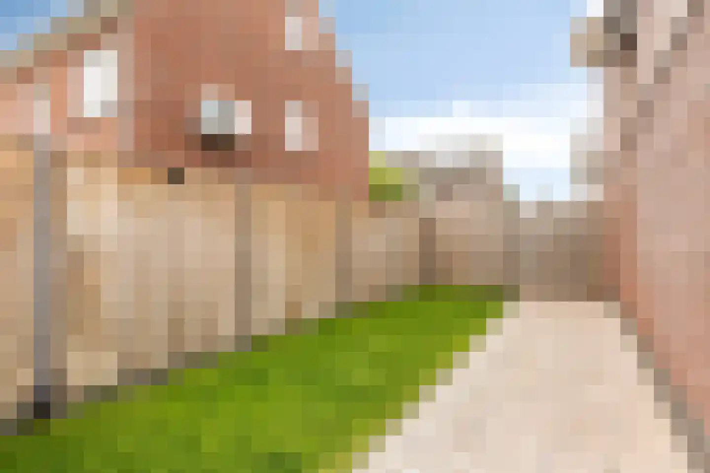 Trambaan 36 Tienray thumbnail 22