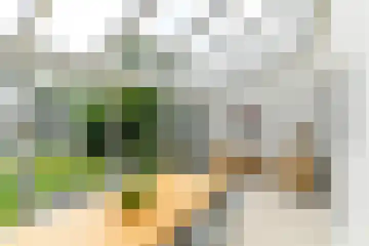 Tramstraat 44 Velp thumbnail 19