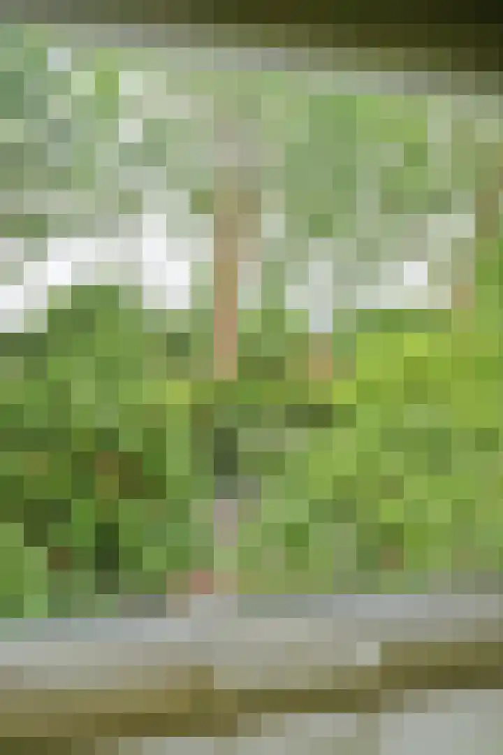 Tramweg 11 Dirksland thumbnail 16