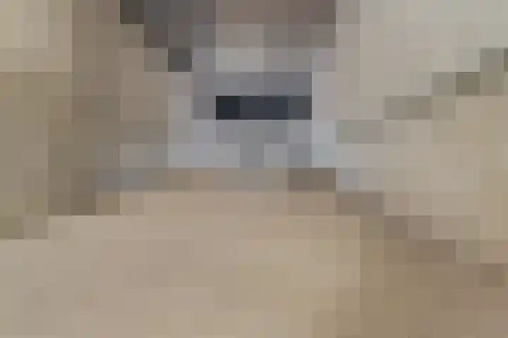 Trans 26 Arnhem thumbnail 42