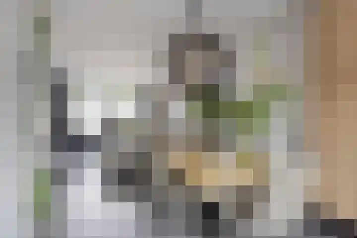 Traptoren 24 Middelburg thumbnail 10