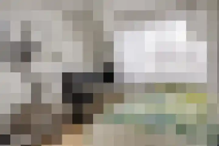 Traptoren 24 Middelburg thumbnail 18