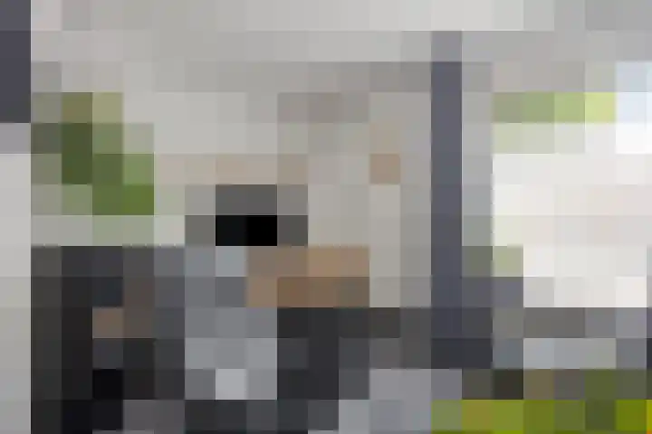 Traptoren 24 Middelburg thumbnail 8