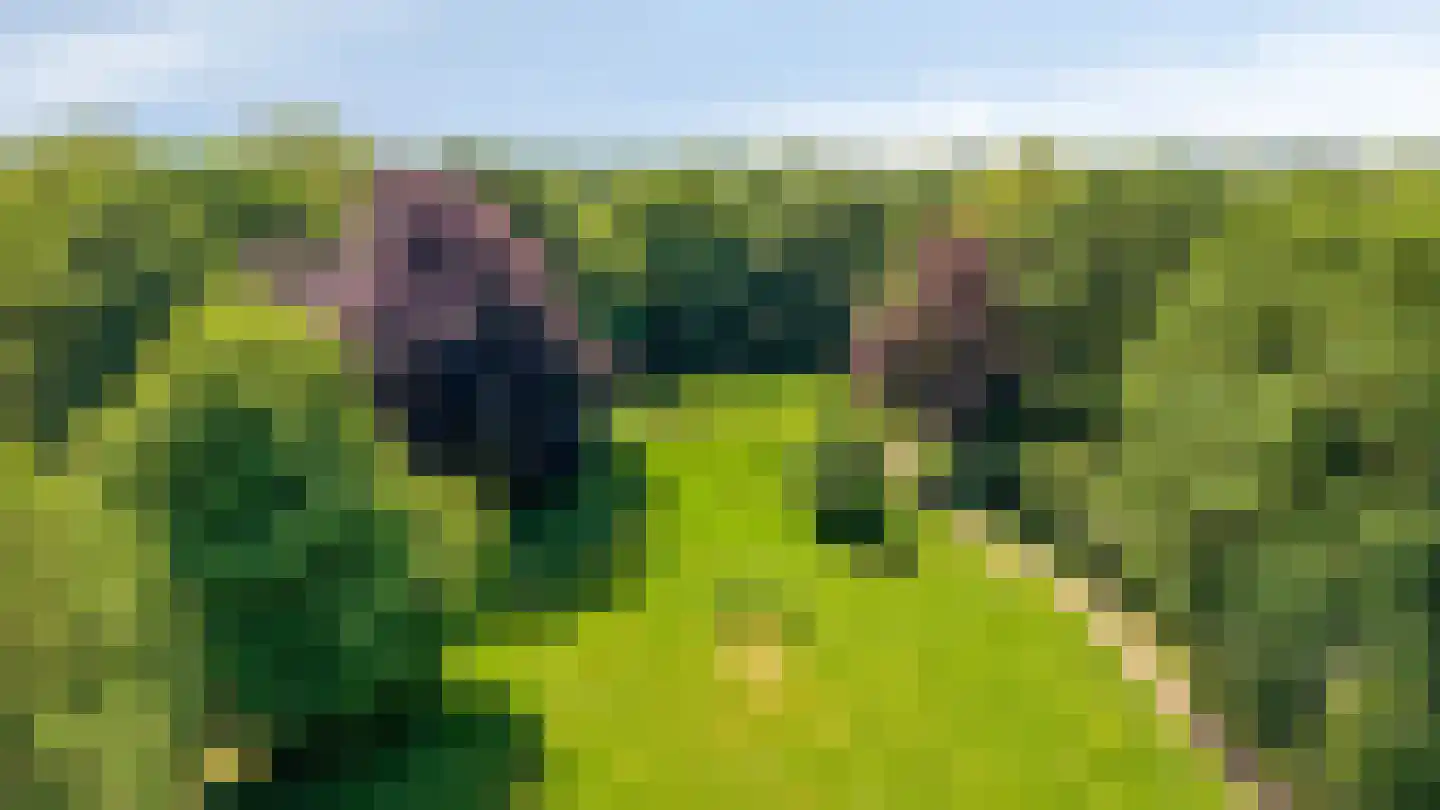 Trashorst 45 Doetinchem thumbnail 4