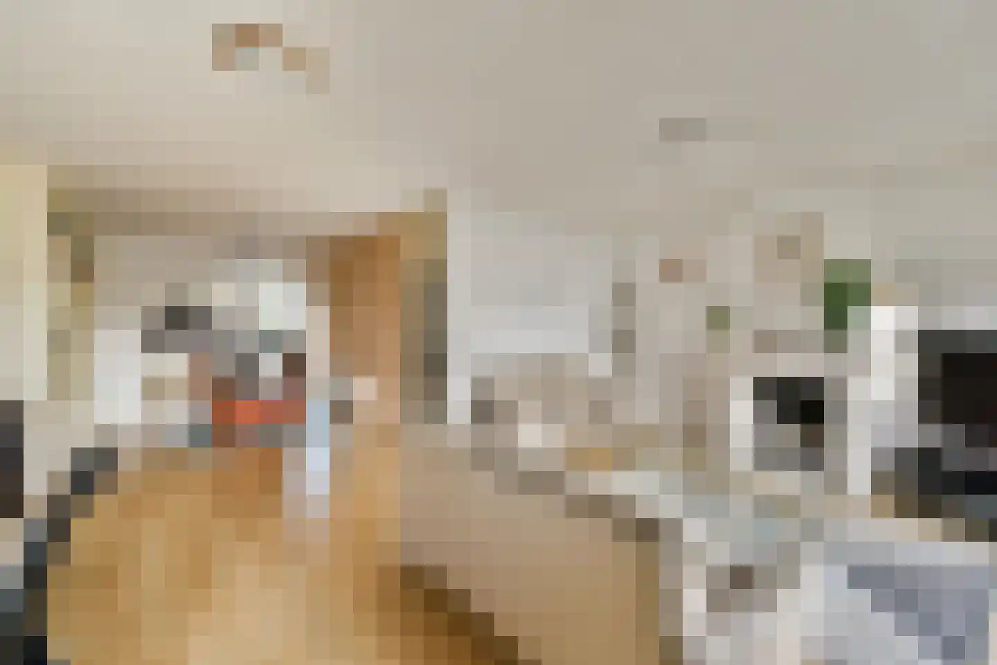 Trasmolen 5 Papendrecht thumbnail 7