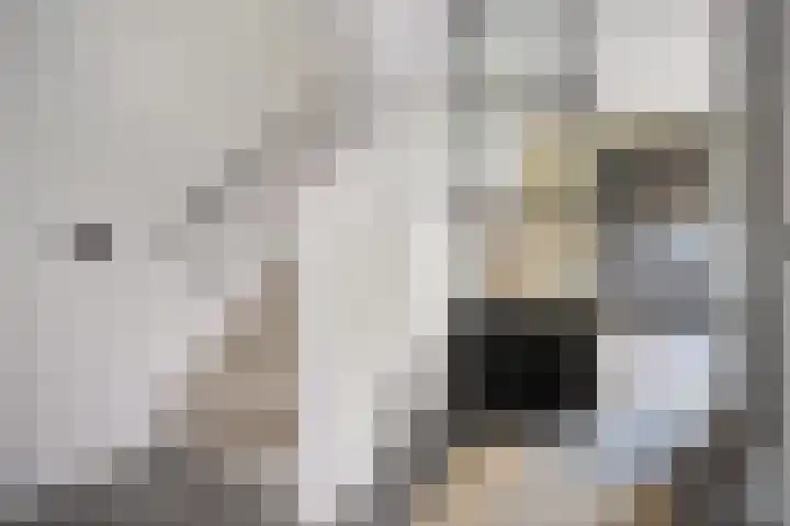 Trechterbeker 29 Dalfsen thumbnail 10