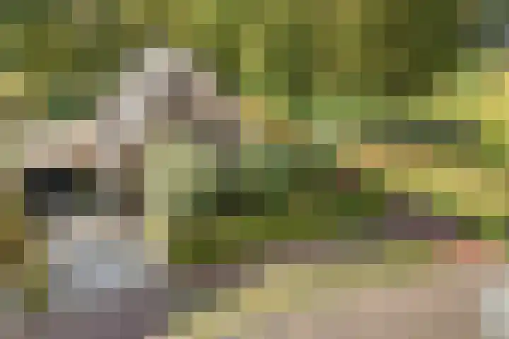 Trechterbeker 29 Dalfsen thumbnail 4