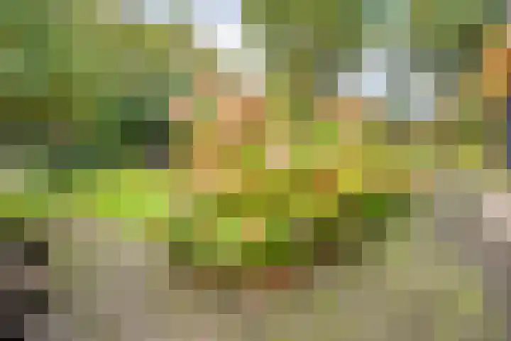 Trechterbeker 29 Dalfsen thumbnail 53