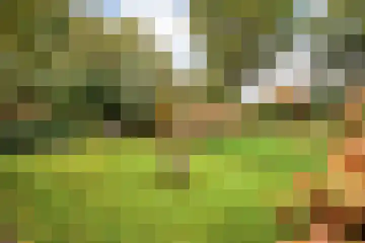 Trechterbeker 29 Dalfsen thumbnail 54