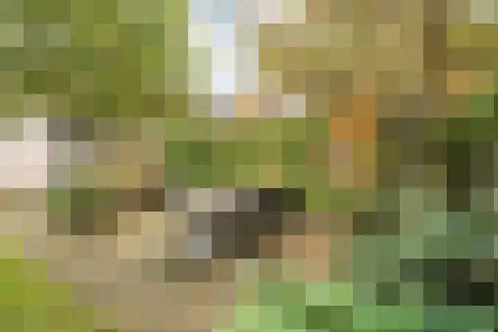 Trechterbeker 29 Dalfsen thumbnail 55