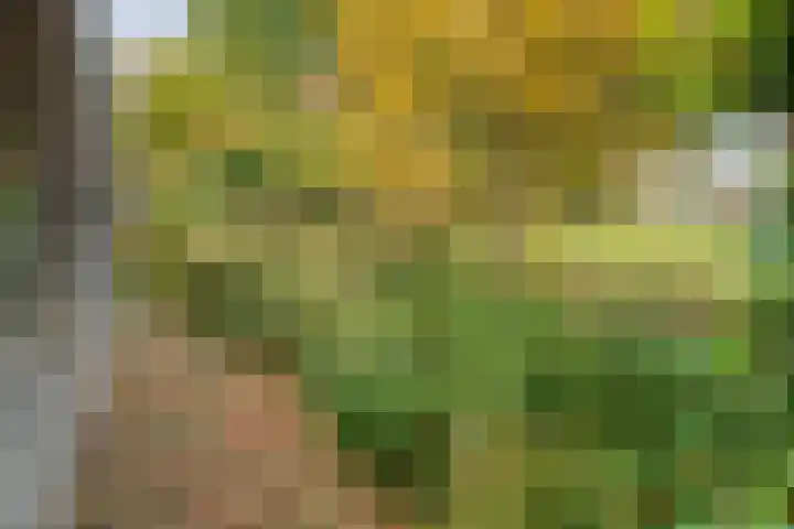 Trechterbeker 29 Dalfsen thumbnail 59