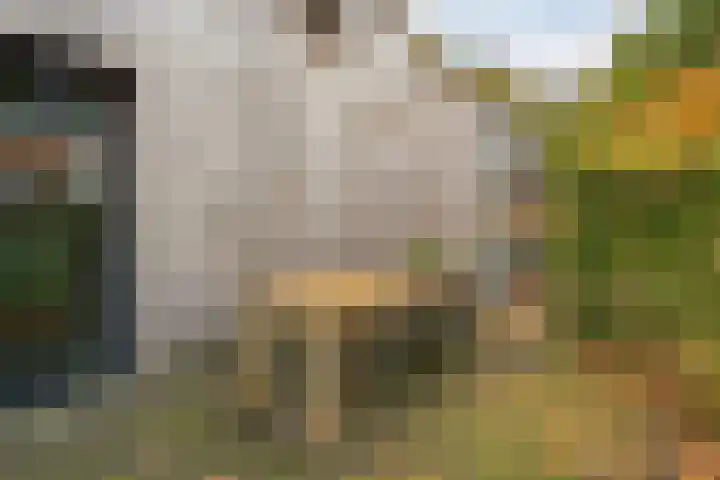 Trechterbeker 29 Dalfsen thumbnail 60
