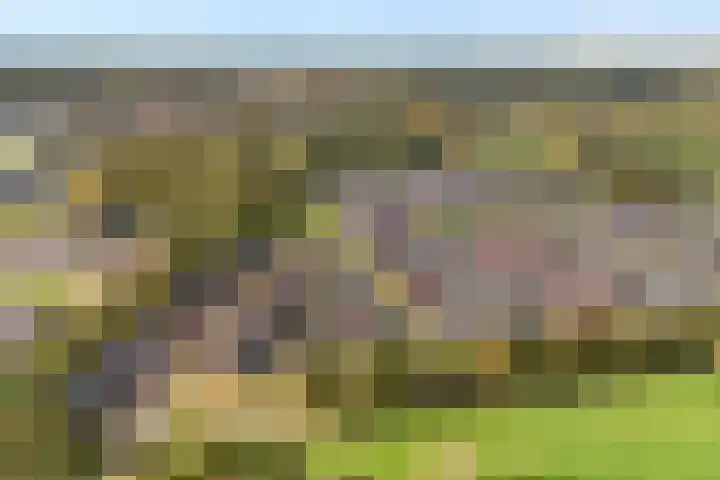Trechterbeker 29 Dalfsen thumbnail 68