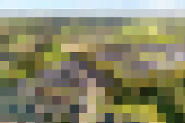 Trechterbeker 29 Dalfsen thumbnail 69