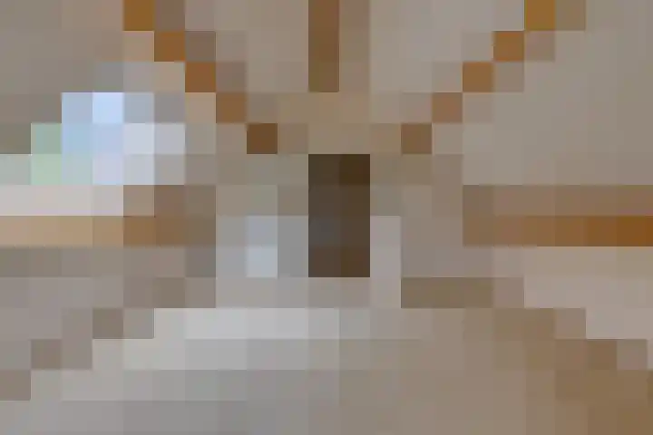 Trechterbeker 41 Borger thumbnail 27