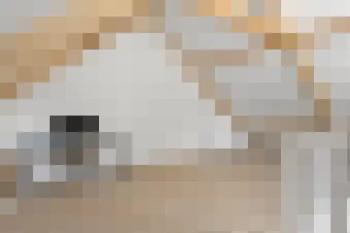 Trechterbeker 64 Dalfsen thumbnail 33