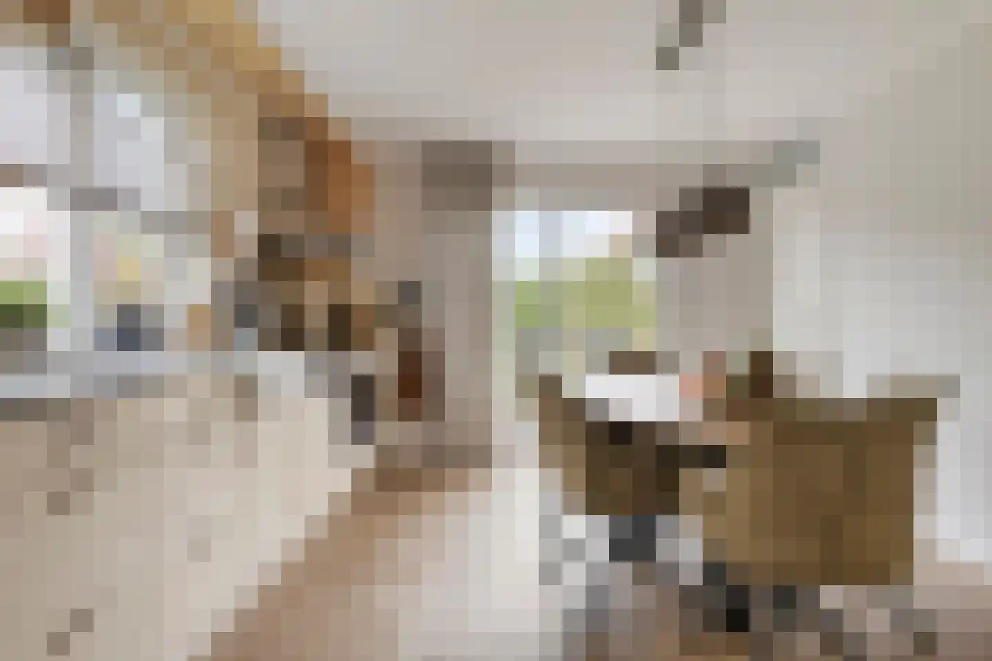 Treem 5 Stiens thumbnail 14