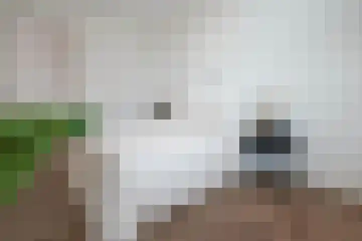 Treilerdwarsweg 46 Den Haag thumbnail 19