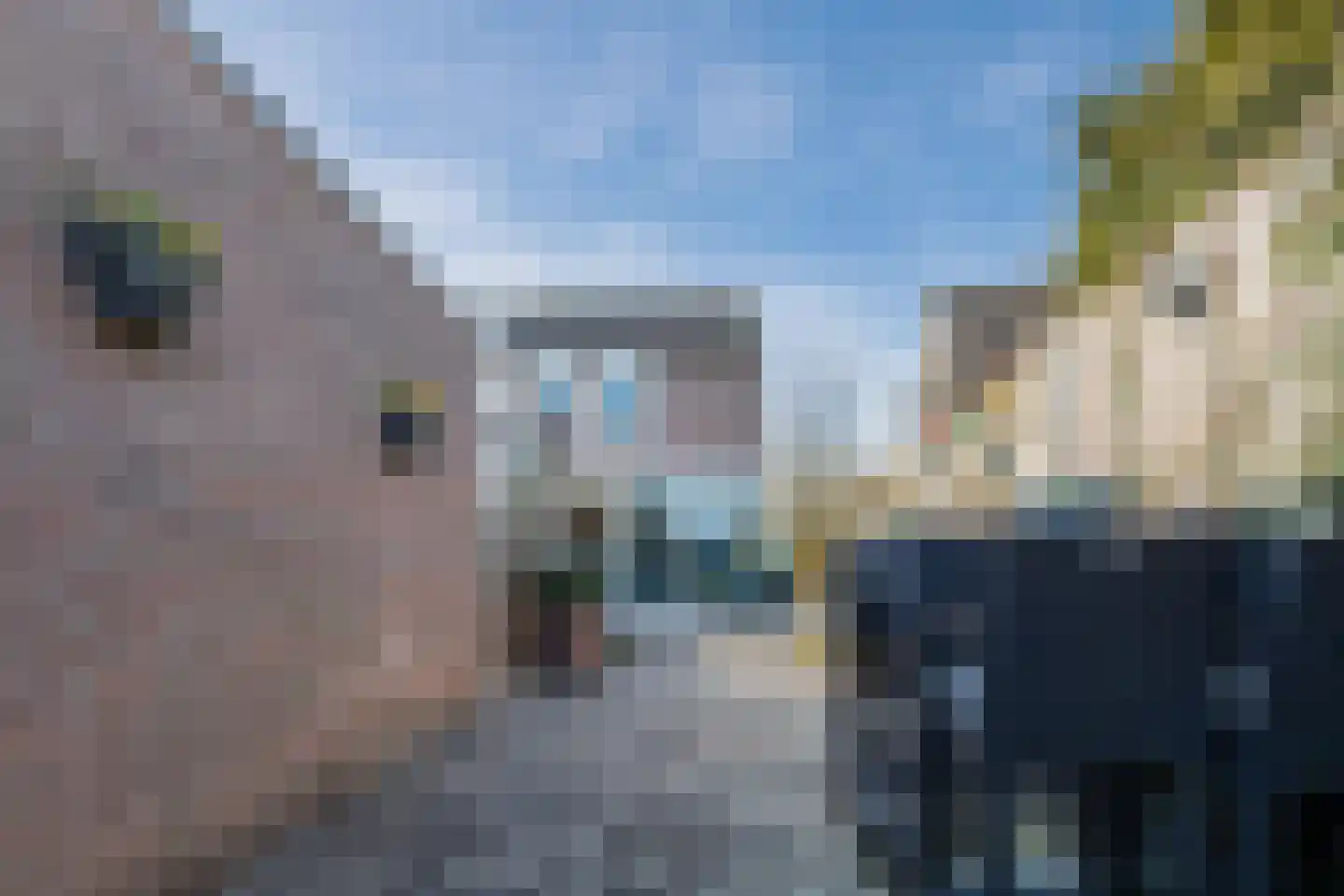 Trekbeemd 13 Oosterhout thumbnail 43
