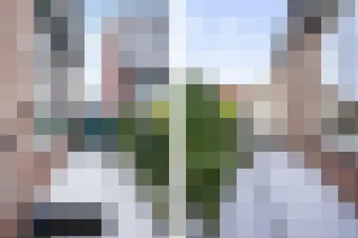 Trekker 29 Heerenveen thumbnail 28