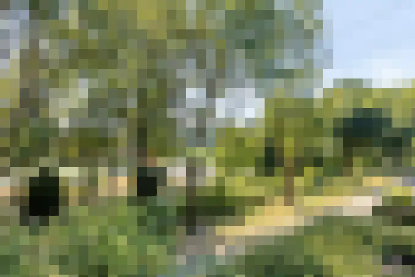 Trekvalk 46 Veenendaal thumbnail 17