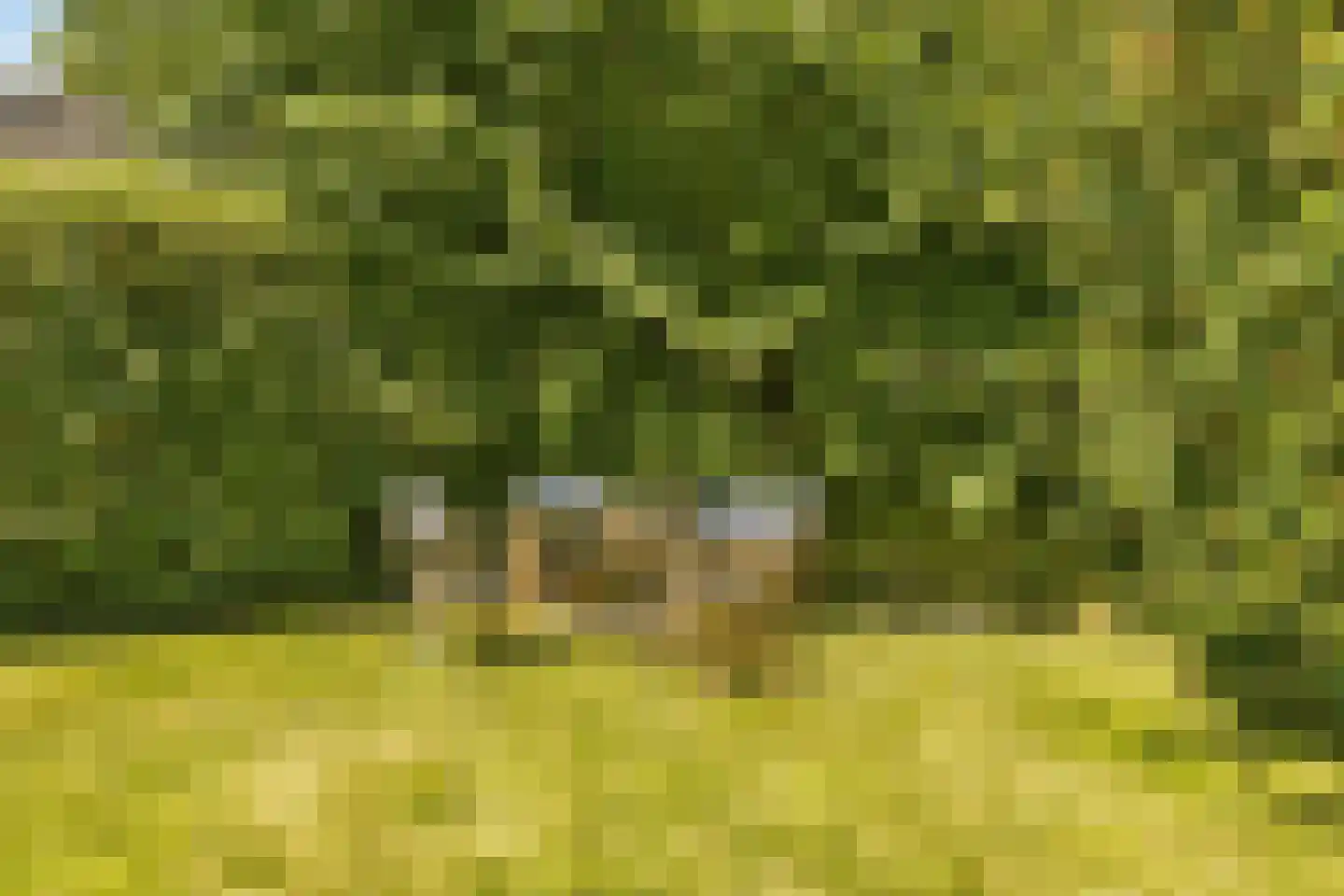 Trekwei 7 Workum thumbnail 8