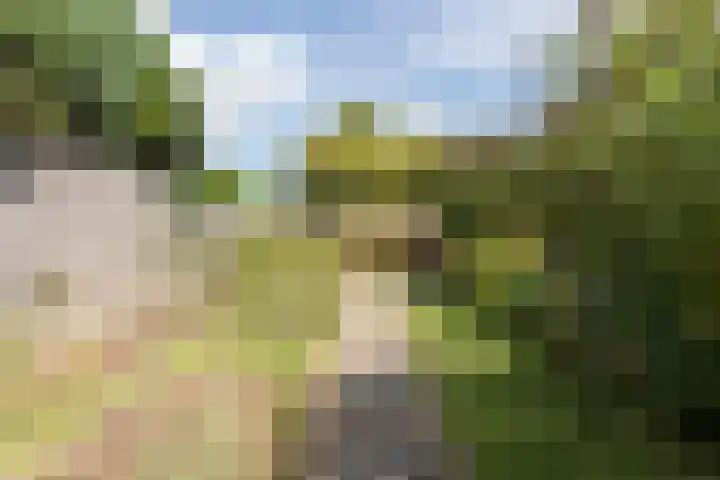 Treubstraat 76 Dieren thumbnail 41
