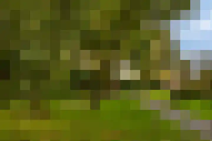 Treviso 49 Krimpen aan den IJssel thumbnail 35