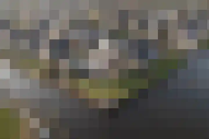 Trijegea 71 Scharsterbrug thumbnail 81
