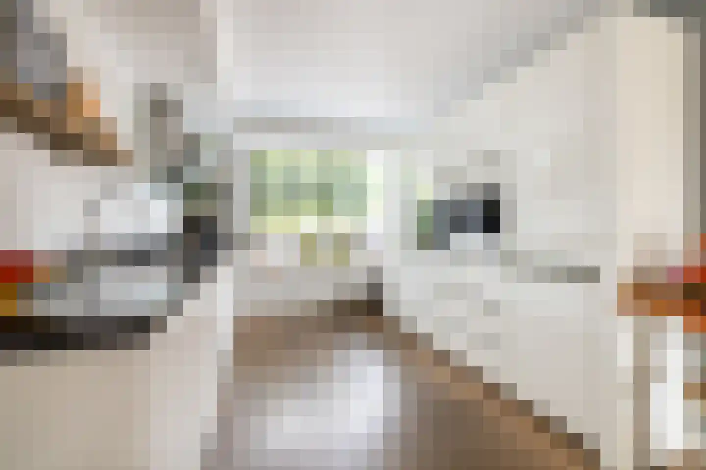 Trilgras 18 De Goorn thumbnail 4