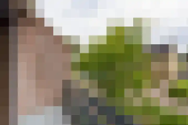 Trilgras 6 Wilnis thumbnail 21