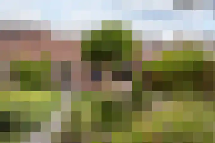 Trilgras 6 Wilnis thumbnail 4