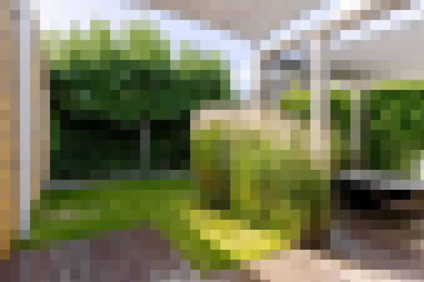 Trimbeets 14 Gorredijk thumbnail 14
