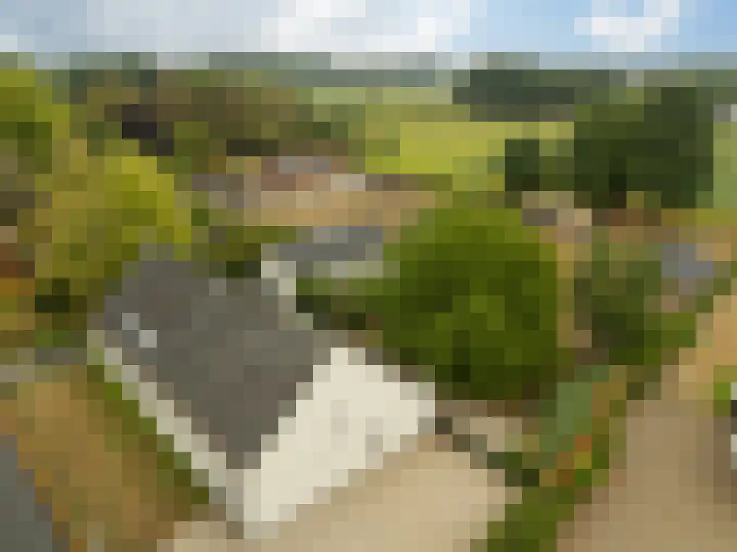 Trimpert 25 Mierlo thumbnail 60