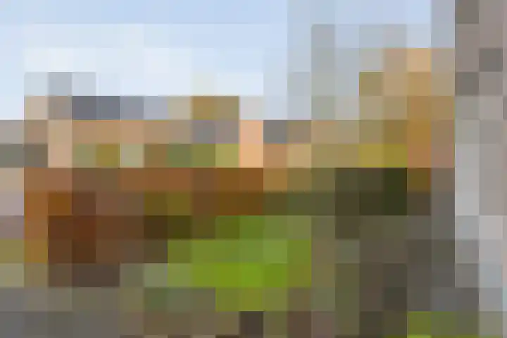 Tripklompen 22 Zuidwolde thumbnail 11